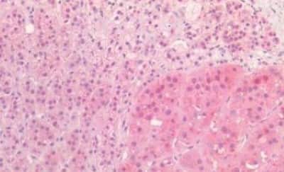 Immunohistochemistry-Paraffin: Proenkephalin Antibody [NBP3-14448] - Human Adrenal: Formalin-Fixed, Paraffin-Embedded (FFPE)